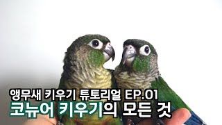 코뉴어 키우기의 모든 것(앵무새 …