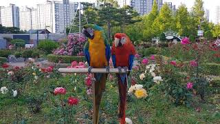 스칼렛마카우#카탈리나마카우#카멜롯마카우#프레임마카우#샴…