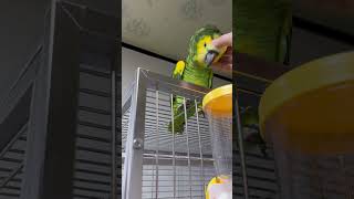 3주차 수컷 아마존앵무  블랄 핸들링