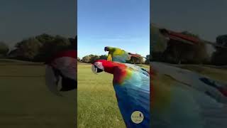 Araras vermelhas voando  Voo d…