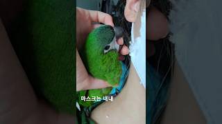 앵집사가 마스크 쓰면 생기는 일 / 한스마카우 올리