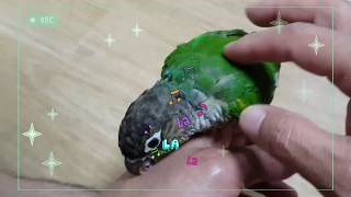 [앵무파파] 레드옐로우사이드코뉴어 앵무새 초롱이의 폭풍…