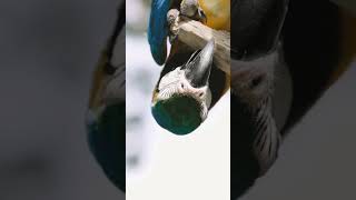 금강앵무새, 마카우, Parrots, Macaws 9,…