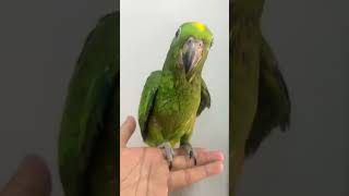 beautiful yellow crown amazon …