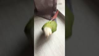 빠르게 내려가는 소망이(코뉴어)