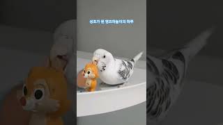 D+518 앵코의 근황 | 앵무새 브이로그 #앵무새  #앵코