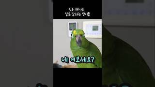 앵무새가 서로 못한다고 구박을 #아랑이 #parrot #아마존앵무새 #대화하는앵무새
