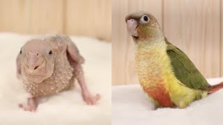 파인애플 코뉴어 첫째 연지(예명) 성장 영상❤️, Co…