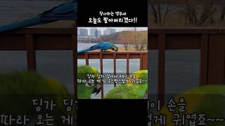 최애간식 잣을 보면 댕댕이가 되는 앵무새 #아랑이 #아마존앵무새 #대화하는앵무새