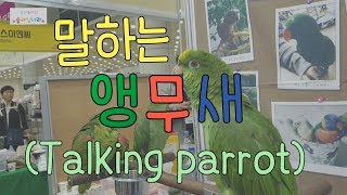 [슬라임나라] 앵무새가 무슨말을 하는지 들어보세요! (Talking parrot)