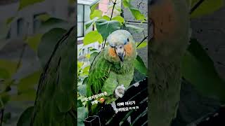 손? 잘쓰는 앵무ㅋㅋ#주쌀롱#마스코트#엔젤#이태원작은정글#앵무새
