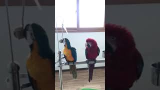 홍금강 앵무새 타미 장난감 가지고 노는 청금강 앵무새 단비