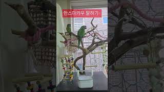 #한스마카우 #앵무새 #말