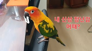 식빵 묶는 고리 하나에도 신난 썬코뉴어 보리, 물고 뜯고 맛보고 즐기고~