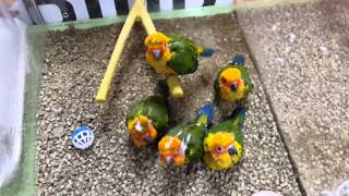 썬코뉴어 앵무새 이유조 (sunconure baby)