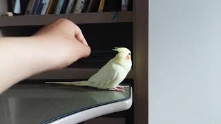 역시 왕관앵무~~^^