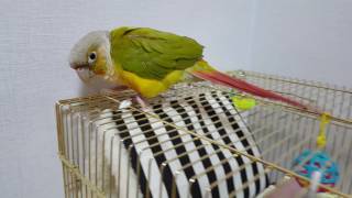 [앵무파파] 아침부터 까칠한 파인애플코뉴어 코니 [2017.01.27]