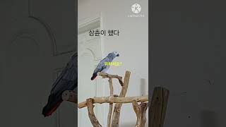 앵무새ㅡ순돌아 삼츈이 했다