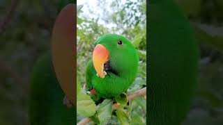 앵무새와 오디♡ #parrot #birds #과일 #뉴…