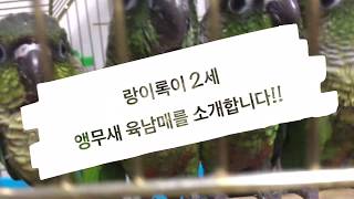사랑스러운 앵무새 육남매를 소개합니다!!