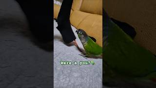 #코뉴어앵무새#하랑이#하봉이#parrot#birds