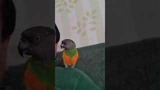 세네갈 앵무새 춤추기