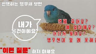 애조인 100%공감/산책하는 앵무새 보면 제발 이런 질…