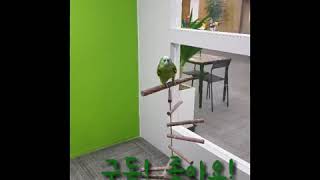 아마존앵무새 조수미 노래 따라 부르기! 대박