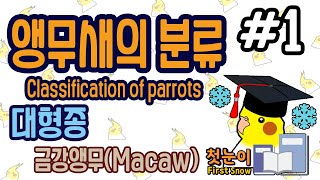 [앵과사전] 제 1장 앵무새의 분류 (대형종-금강앵무) Ver.1