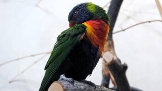 서울동물원 코끼리, 오색앵무, 금강앵무, 황관앵무 (Seoul Zoo Elephant, Parrot, Lorikeet )