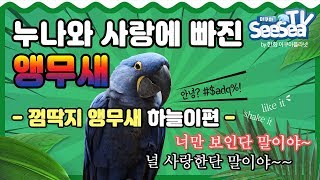 누나와 사랑에 빠진 ★말하는 앵무새★가 있다구?? 지금 당장 만나러가새~ ★