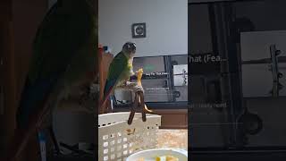 감껍질을 좋아하는 광복이