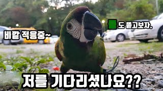 풀 뜯는 재미를 알게된 우디~