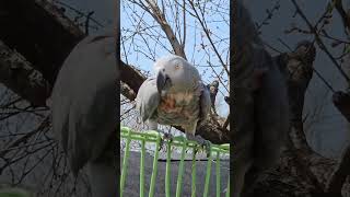 #임영웅#동행#앵무새