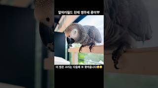 천재 앵무새 콩이#알파카월드 #알파카 #앵무새 #회색앵…