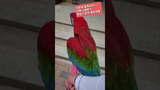 홍금강 크림이의 킥보드 나들이