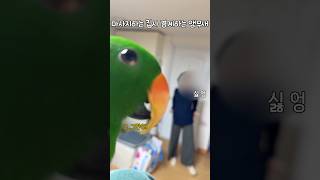 마사지하는 집사 경계하는 앵무새 #뉴기니아#뉴기니아앵무…