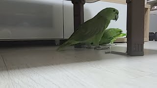 야방하려고 했는데 비가와서 집에서~