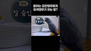 말하는 모란앵무에게 회색앵무가 하는 말❓ 회색앵무 잠바