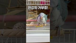 조생 5년간 장난감 거부하는 앵무새  퀘이커앵무새 부리…
