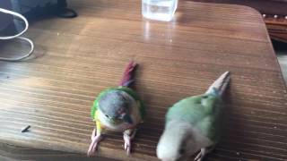 Conure turn training 코뉴어 돌아 칼군무