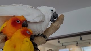 꽁패.앵무새.한스마카우.코카투.썬코뉴어.할리퀸.카페 마…