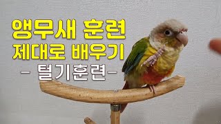 앵무새훈련(코뉴어) 털기훈련(Parrot trainin…