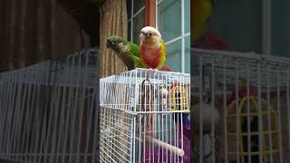 파인애플코뉴어 그린칙코뉴어 국수 먹방 conure no…