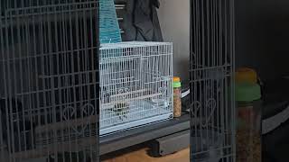 똑똑한 앵무새 하루의 쇼생크 탈출급 새장메서 나오기 #…