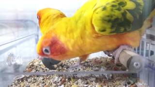 밥먹는 썬코뉴어 퀘이커