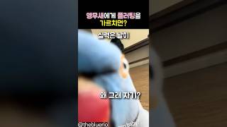 앵무새에게 플러팅을 가르치면? #동물 #앵무새
