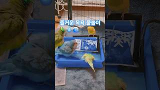즐거운 목욕 물놀이 #앵무새 #퀘이커 #사랑앵무 #목욕 #물놀이 #여름 #더위