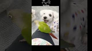 우리집 귀요미들~♥️#반려동물 #앵무새키우기 #bird…