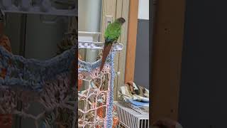 초롱♡연두  #뛰어~~~~#코뉴어 #birds #반려조…